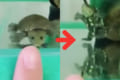 かめはめ波!?で吹き飛ばされるミニカメちゃん…無限ループで遊ぶ姿が可愛いすぎると話題!