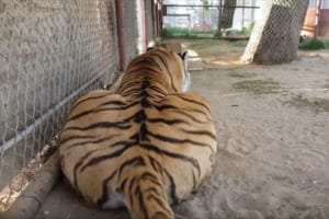 背後からトラに呼びかけると意外な行動に！その一部始終が猫を見ているよう！？