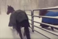 「よし行こう!」→「う~さぶいっ!戻ろう」寒すぎて出発直後にUターンする馬…まるでコント