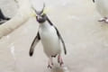 懐かしいあの動き…”ホッピング”みたいにジャンプで喜びを表現するペンギンが可愛いと話題!
