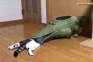 ワニの形をしたカゴに口から入るも途中で引っかかってフリーズ！？ツッコミどころ満載