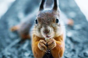 まるで絵本の中にいるような世界観…写真家ヨアヒムさんが撮影する森の動物たち