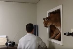 窓を外したら顔を出してきたのはピューマ！飼い主とのラブラブな光景が話題に！