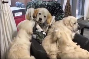 「ねぇ、この子は誰！？」ブランケットに描かれた犬が気になって仕方がないワンコたちがかわいい