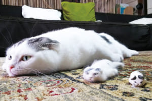 インスタで大人気！白くてもっちりした『ぐでねこ ライくん』が待望の写真集に！