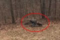 勝ったのはどっち!?飼い主とワンコによるツリーの引っ張り合いが必死すぎて笑う