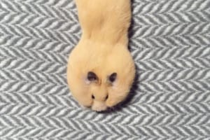 ハムスターが前方後円墳に！？柔らかすぎるハムさんのトランスフォームが可愛い