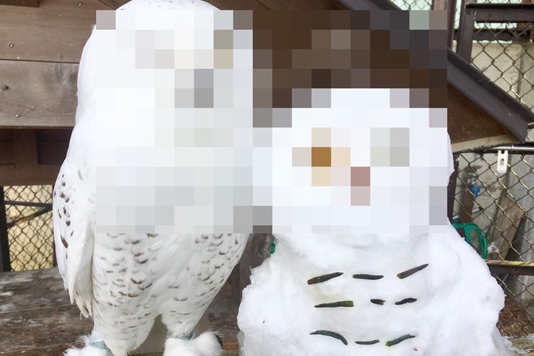 須坂市動物園のフォトコンテスト、優勝作品のシロフクロウが完全にプロのモデル化している!!