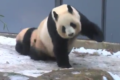 パンダ史上最も美しいひざカックン!?面白かわいいシャンシャン親子