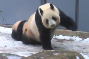 パンダ史上最も美しいひざカックン！？面白かわいいシャンシャン親子