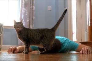 【実験】飼い主が突然倒れたら猫はどうするか？猫ちゃんの行動が可愛すぎた