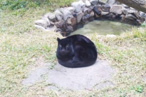 やっぱりネコだね！ヒーターの上でま～るくなるクロヒョウが可愛すぎ！