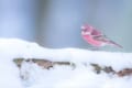 雪に咲く一輪の薔薇のよう…目を奪われるほど美しいオオマシコが話題に
