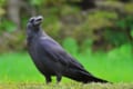 意外と長方形でビックリ!カラスの耳を映した動画が話題に