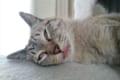 Twitterで大盛り上がり!『#飼い主の心臓に悪いペットの寝相コンテスト』15選