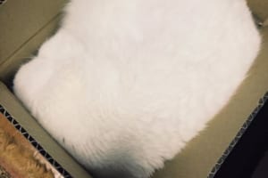 『あ、梱包のプロだ』モフモフした物体の正体に胸キュンする人が続出！