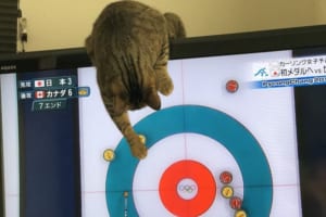 「お手伝いするニャン♪」カーリングに参加したい猫ちゃんが可愛い