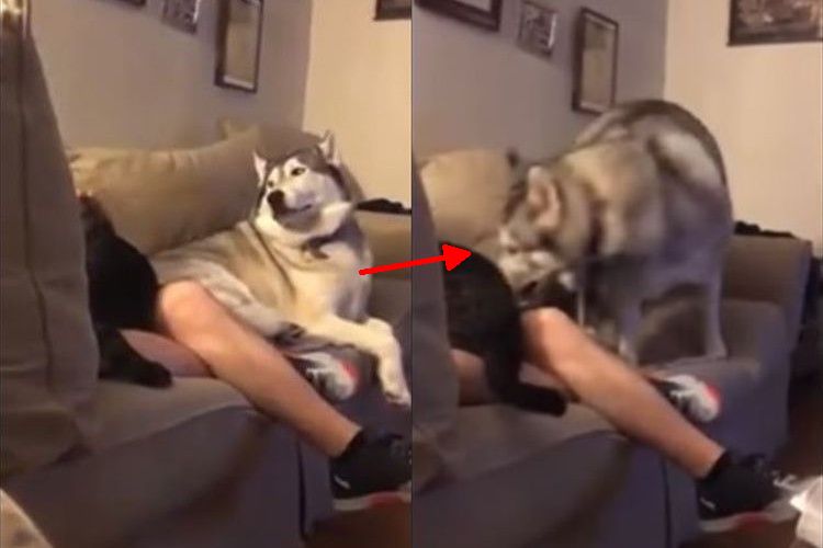 「猫ばっかり可愛がらないでよー!」ハスキー犬、ジェラシーを爆発させる