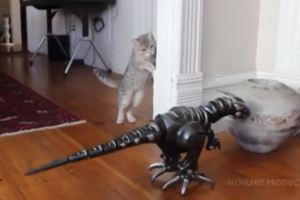 【ロボと猫の物語】ニャンコが恐竜ロボットに興味津々！はたして仲良くなれるかニャ？