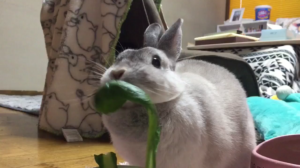永遠に見ていたい！可愛すぎるうさぎの小松菜ぽりぽりもぐもぐ動画