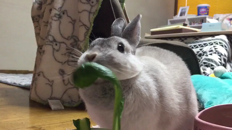 永遠に見ていたい！可愛すぎるうさぎの小松菜ぽりぽりもぐもぐ動画
