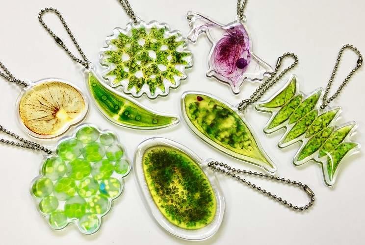 あなたはいくつ覚えてる？中学で習ったあの『微生物』たちがカプセルトイになっちゃった