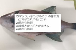 これは重要…！『なめろう』を作るうえで忘れてはいけニャい“ある工程”とは！？