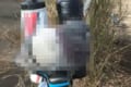 両手で包みたい!ロードバイクのサドルでくつろぐ鳩の姿が丸くて超カワイイ