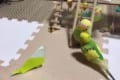 ライバル視してる!?折り紙のインコに塩対応なインコのぴーちゃんが可愛い