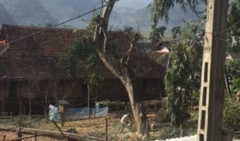 【動画】大木を切り倒そうと思ったら、予想外の方向に倒れて甚大な被害が！