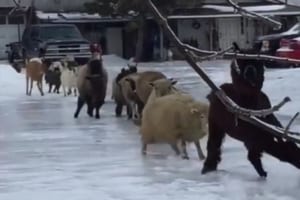 アルパカ・ヤギ・ヒツジの行列が凍結した地面を歩くも、すってんころりん大変なことに！
