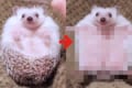 ワォ〜、食事の最後のポージング最高!食事中に大の字になるハリネズミが可愛いと話題!