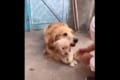 【動画】「愛情が伝わってくるね」子犬をがっちりとガードする母犬