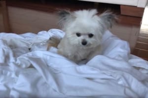 インスタで大人気のワンコがシーツとたわむれる様子が話題に！ちょろっと出す舌がチャーミング♪