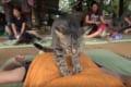 【動画】「力加減はどうかニャ?」タイでマッサージを得意とするニャンコが発見される!