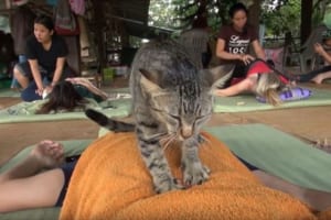 【動画】「力加減はどうかニャ？」タイでマッサージを得意とするニャンコが発見される！