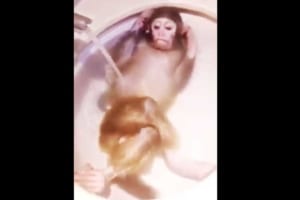 いい湯だな〜♪優雅に洗面所で湯につかるサルが羨ましいと話題に！