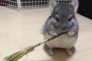 手作りのほうきをチンチラに持たせてみたら、ニヤけるほど可愛かった！