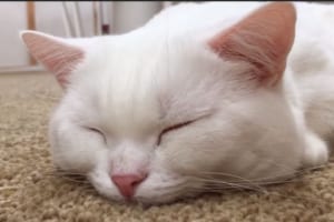 鼻をちょこんと触ってみたら…反応が人間みたいでめちゃ可愛かった！