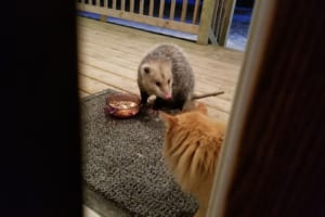 「それ私のなんだけど…」エサを食われてしまったニャンコの切ない表情が可愛すぎ