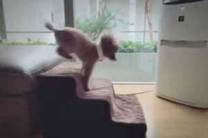 クセが強い！！ワンコの階段の登り方がアクロバティックすぎる