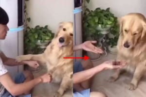 「選んだ方のエサを食べてね！」→選ばなかった方の量の多さを見て激しく後悔する様子がかわいいゴールデン