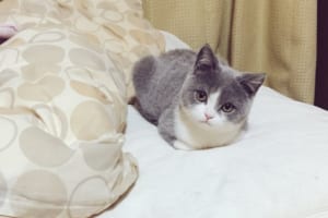 なんという可愛さ！じーっと見つめてきて急に寝てしまう子猫にもうメロメロ！