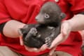 ぬいぐるみにしか見えない！生まれたばかりのツキノワグマの赤ちゃんが可愛すぎる！