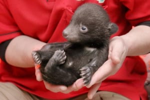 ぬいぐるみにしか見えない！生まれたばかりのツキノワグマの赤ちゃんが可愛すぎる！