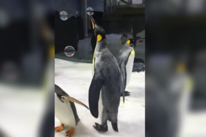 あらよっと！まるで曲芸のような見事なシャボン玉さばきを披露するペンギンさん