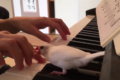 「絶対ダメ!!」どうしてもピアノを弾かせてくれない文鳥が可愛い!