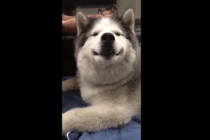 ハスキー犬がニッコニコ！マッサージされて笑顔が止まらない！
