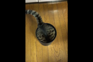 やっぱり猫は液体！？ゴミ箱にすっぽり収まる猫のテクニックがすごい