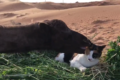 ラクダが猫をハムハムしちゃった！？大物すぎる猫の反応にほっこり